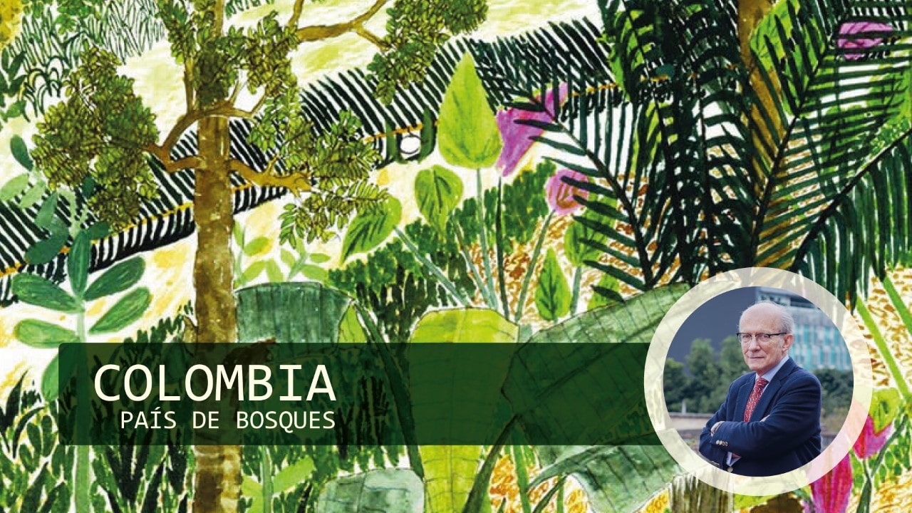 Colombia país de bosques: un llamado a frenar la deforestación para preservar nuestro futuro