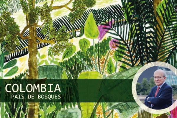 Colombia país de bosques: un llamado a frenar la deforestación para preservar nuestro futuro